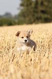 CORGI PEMBROKE 089